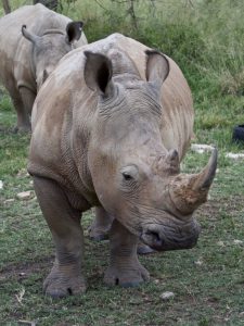 4-CONSERVATION-AND-BREEDING-4ai-225×300
