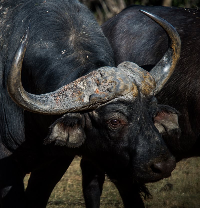 4-CONSERVATION-AND-BREEDING-4bii-buffalo-bull-1