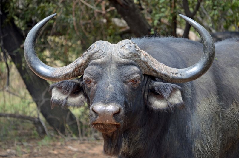 4-CONSERVATION-AND-BREEDING-4bii-buffalo-bull-2
