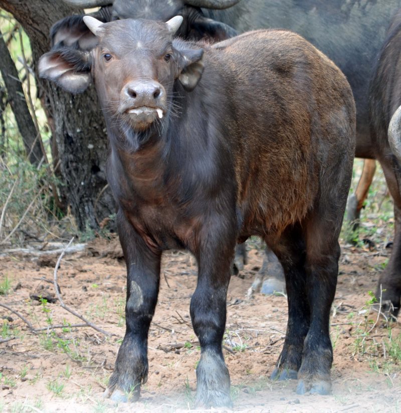 4-CONSERVATION-AND-BREEDING-4bii-buffel-calf