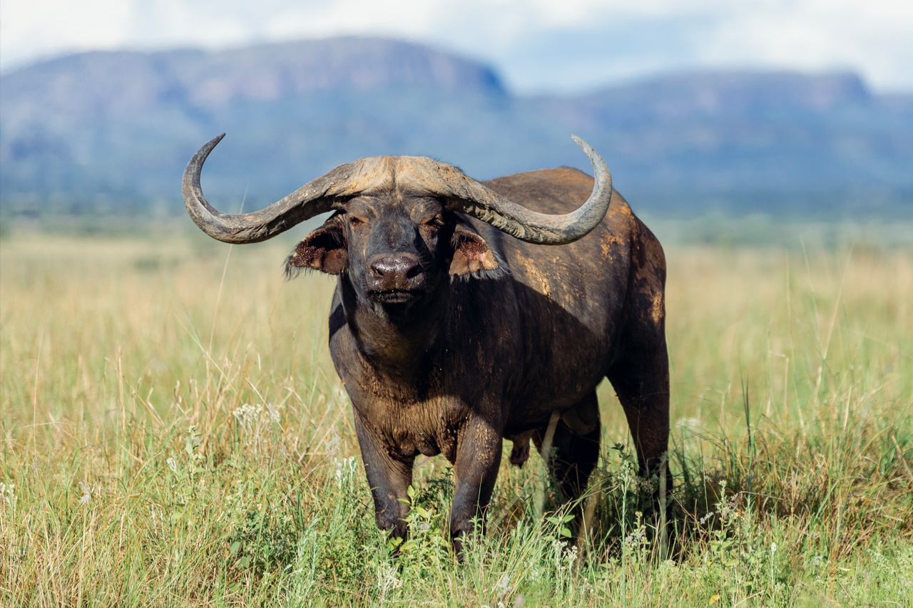 Buffalo