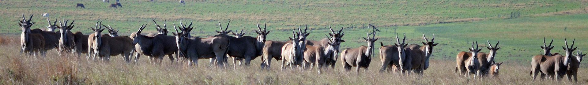 Elands