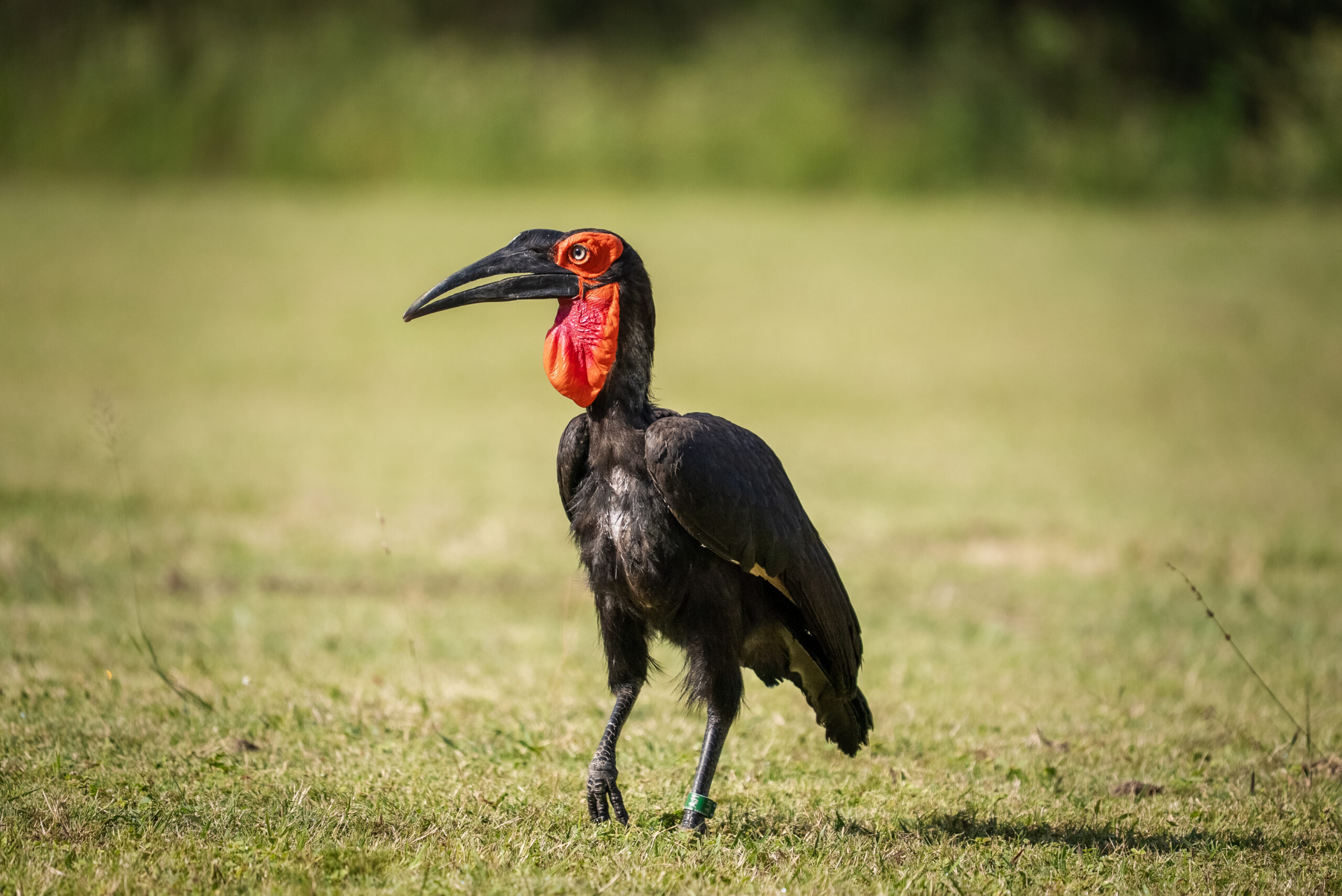 Southern-ground-hornbill-scaled Southern white rhinoceros (Ceratotherium simum simum)