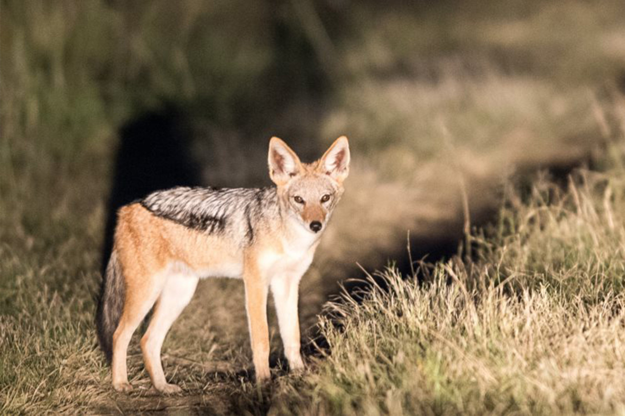 black-backed-jackal