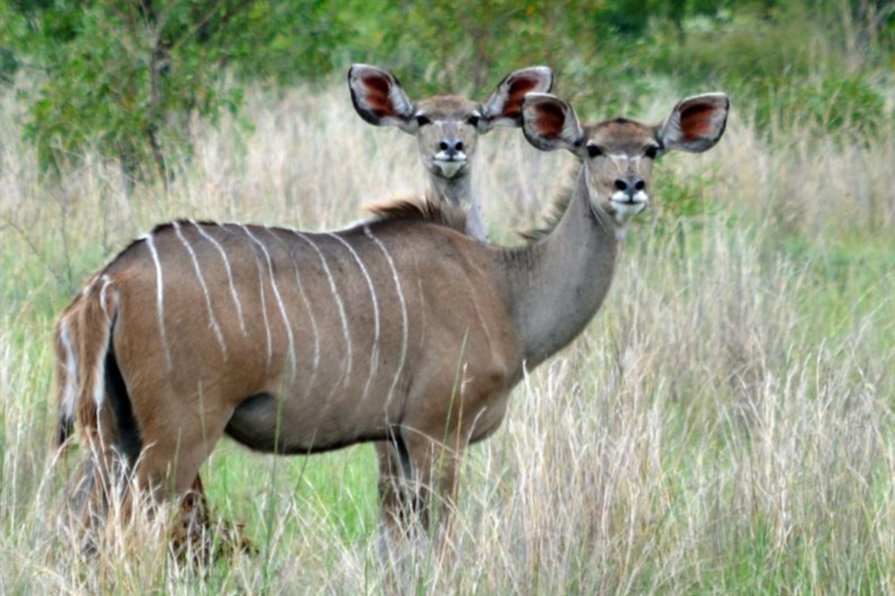 kudu
