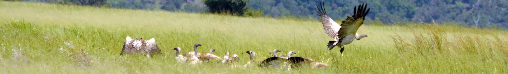 vultures